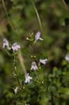 Georgia calamint